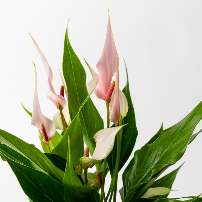 안스리움 거실화분 인테리어식물 돈들어오는 개업 축하화분배달 실내 화초종류 선물 꽃 봄