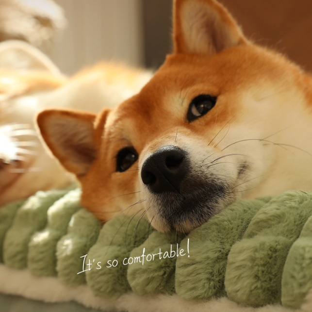 강아지거실매트 강아지매트리스 애견 미끄럼방지 팻매트