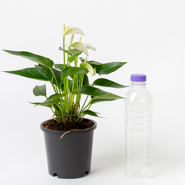 안스리움 거실화분 인테리어식물 돈들어오는 개업 축하화분배달 실내 화초종류 선물 꽃 봄