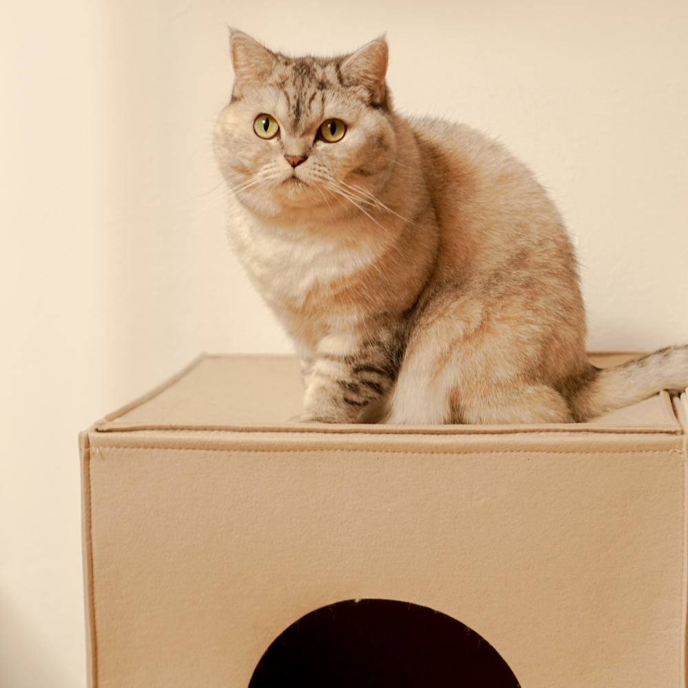 캣튜디오 고양이 숨숨집 큐브치즈 펠트 하우스