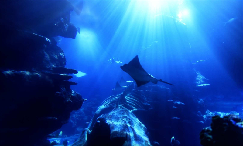 영국 런던 씨 라이프 런던 이미지 1