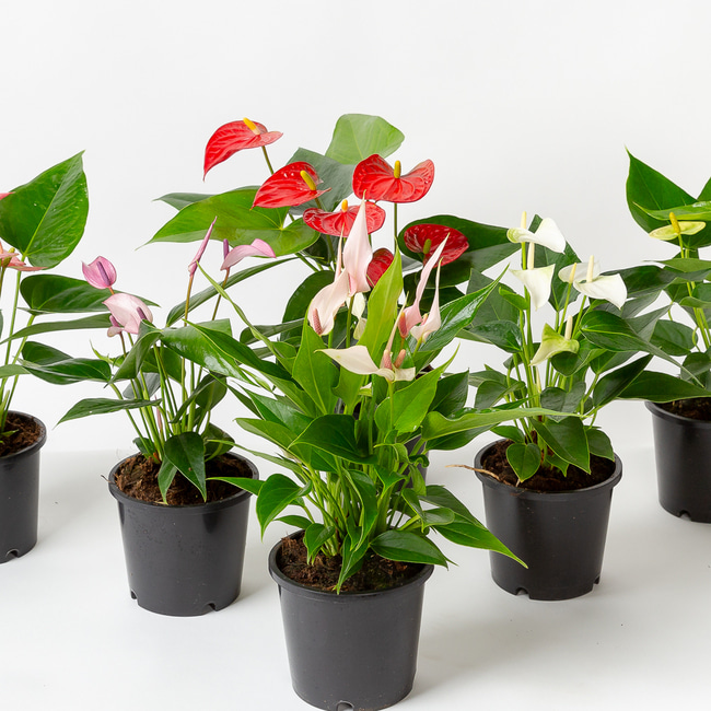 안스리움 거실화분 인테리어식물 돈들어오는 개업 축하화분배달 실내 화초종류 선물 꽃 봄