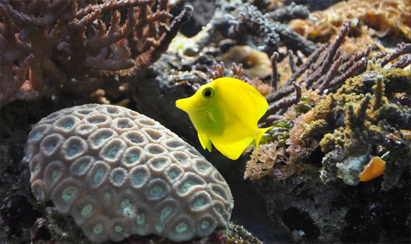 영국 런던 씨 라이프 런던 이미지 2