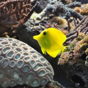 영국 런던 씨 라이프 런던 솔직 후기 | 실사용자 리뷰 분석 - 상품 이미지 2