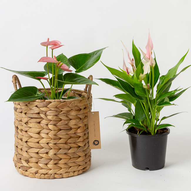 안스리움 거실화분 인테리어식물 돈들어오는 개업 축하화분배달 실내 화초종류 선물 꽃 봄