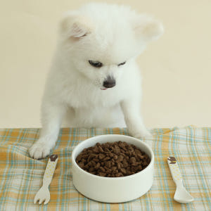 브리젠 홀리스틱 어덜트 강아지사료 치킨, 1.7kg, 1개 솔직 후기 | 실제 사용자 리뷰 총정리 - 상품 이미지 3