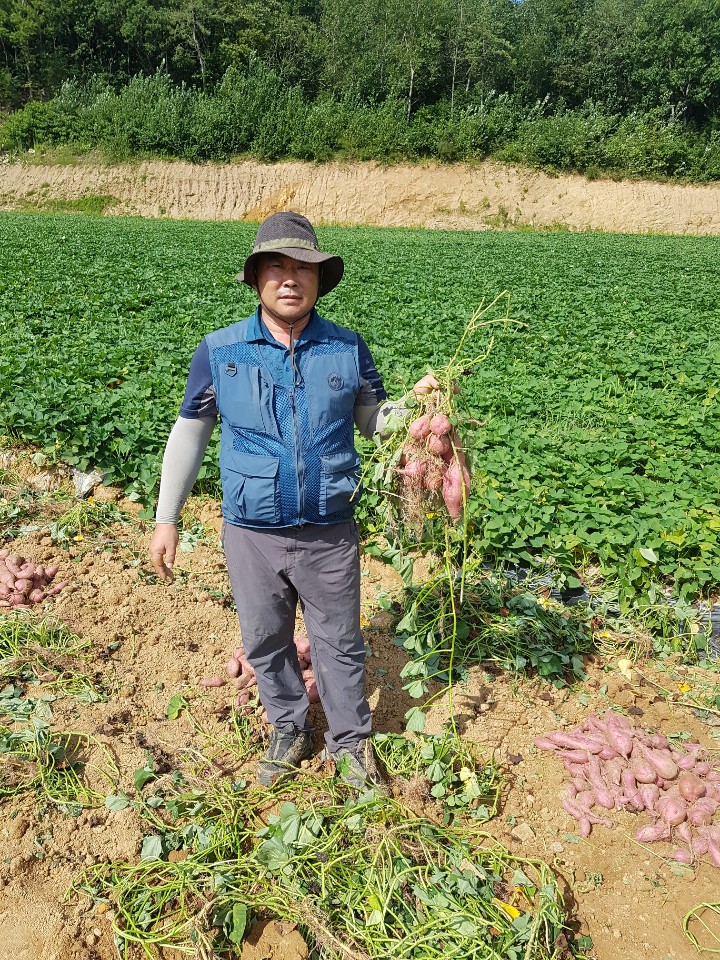 26년 햇 해남 해풍고구마 달인 전태식 토종 밤고구마 꿀 호박 자색 3kg 5kg - 상세 이미지 2