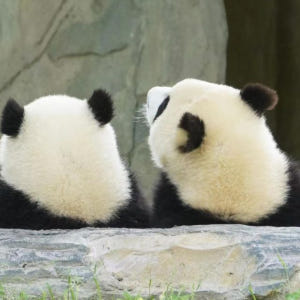 중국 청두 자이언트 판다 사육 연구 기지 입장권 솔직 후기 | 실사용자 리뷰 분석 - 상품 이미지 4