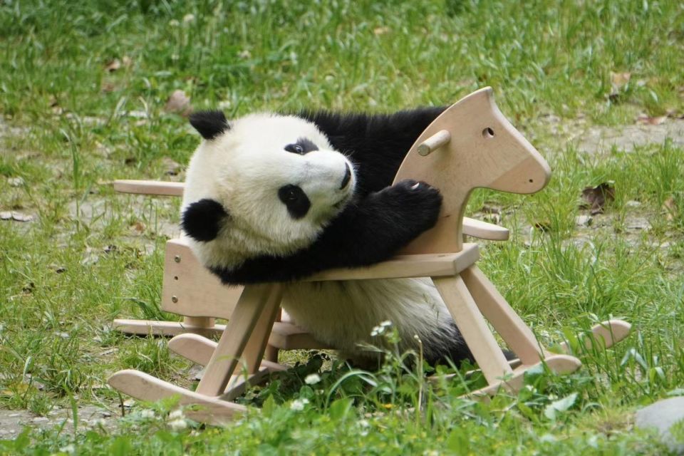 중국 청두 자이언트 판다 사육 연구 기지 입장권 이미지 1