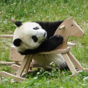 중국 청두 자이언트 판다 사육 연구 기지 입장권 솔직 후기 | 실사용자 리뷰 분석 - 상품 이미지 1