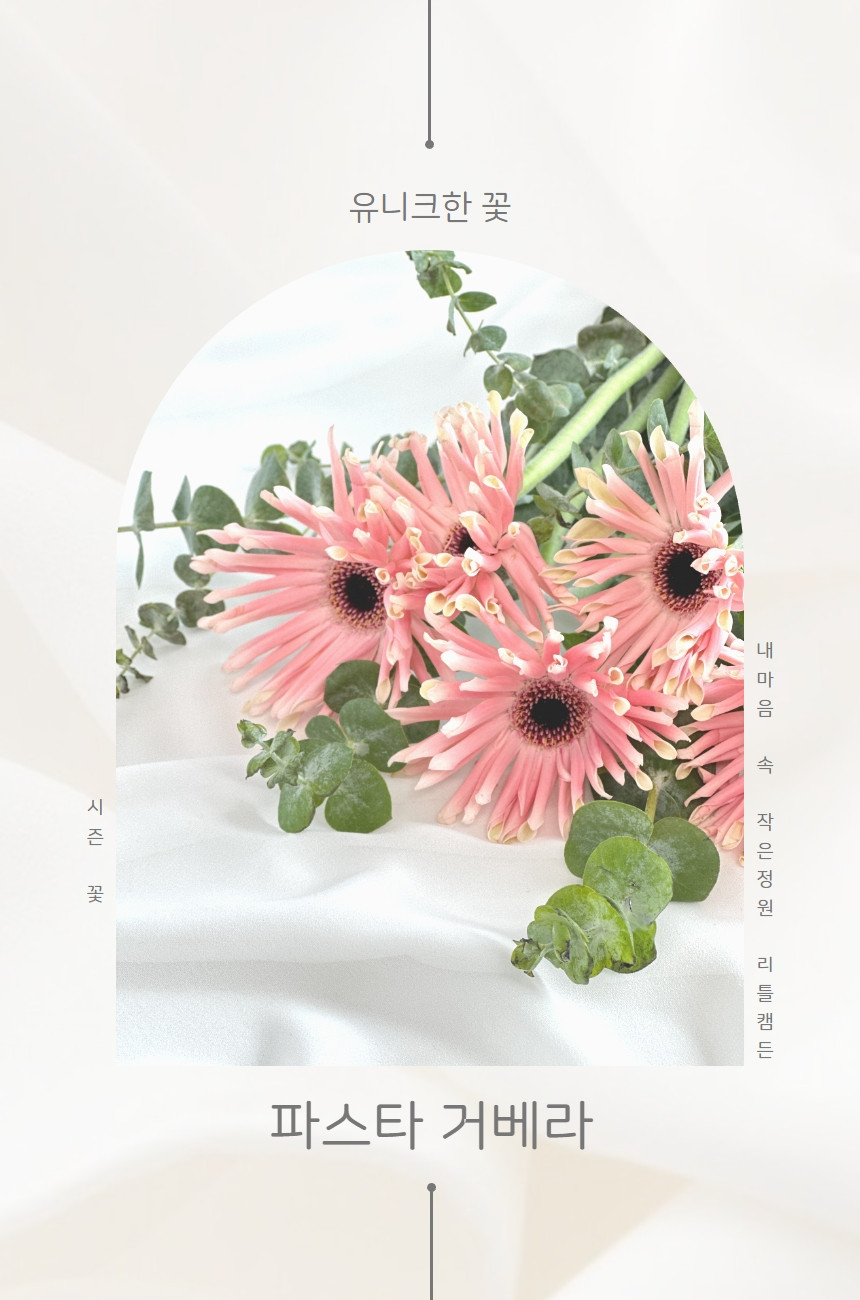 리틀캠든 파스타 거베라 생화 꽃다발 - 상세 이미지 5