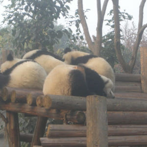 중국 청두 자이언트 판다 사육 연구 기지 입장권 솔직 후기 | 실사용자 리뷰 분석 - 상품 이미지 3