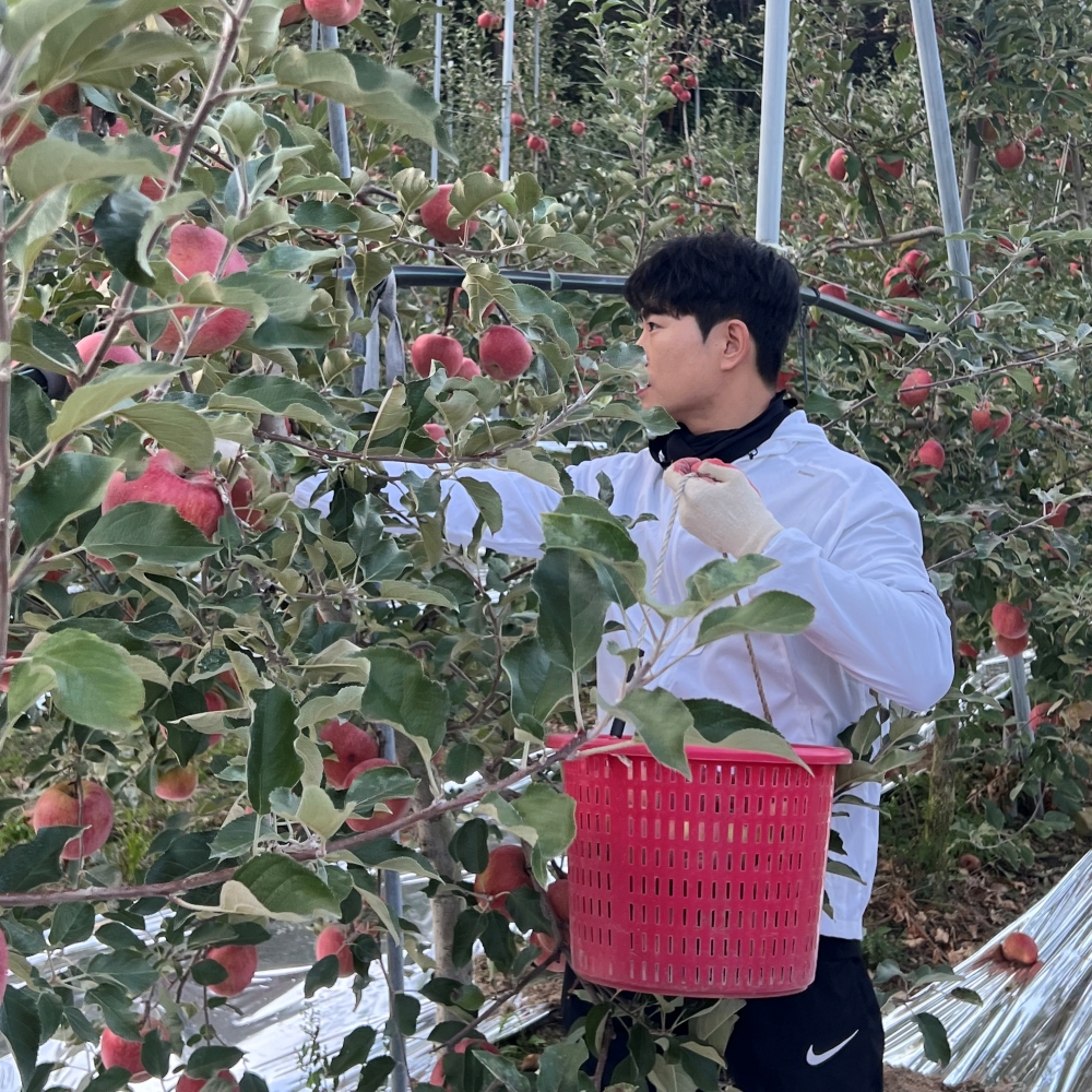 안동사과 3kg 5kg 부사 못난이사과 고당도