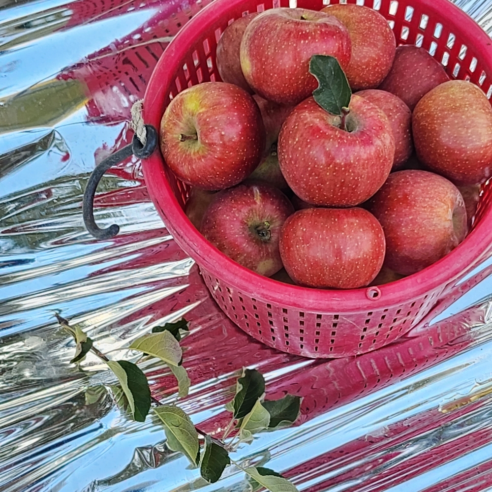 안동사과 3kg 5kg 부사 못난이사과 고당도