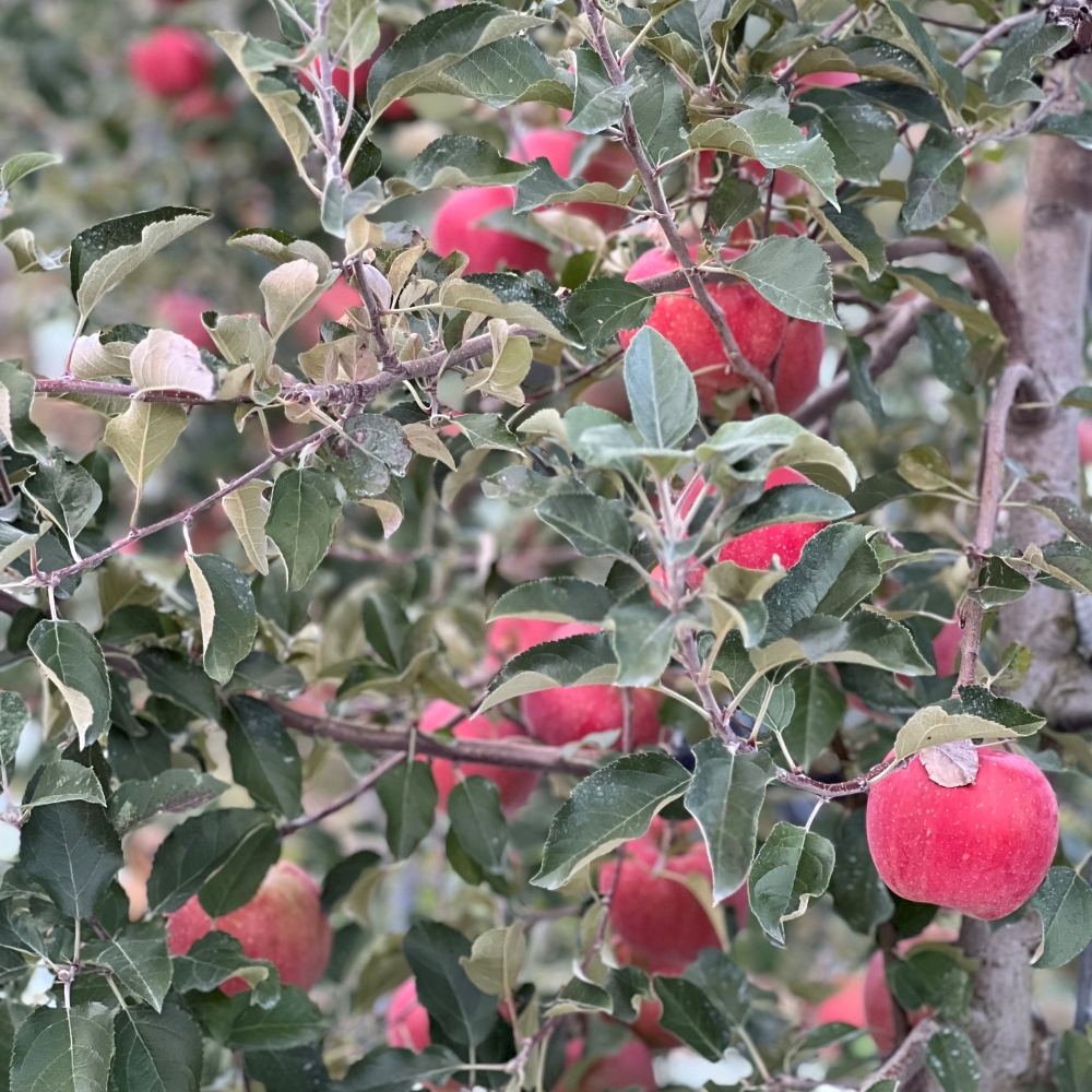 안동사과 3kg 5kg 부사 못난이사과 고당도