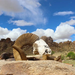 몽골 에픽 몽골리안 고비 자연 투어 4박 5일 솔직 후기 | 실사용자 리뷰 분석 - 상품 이미지 4
