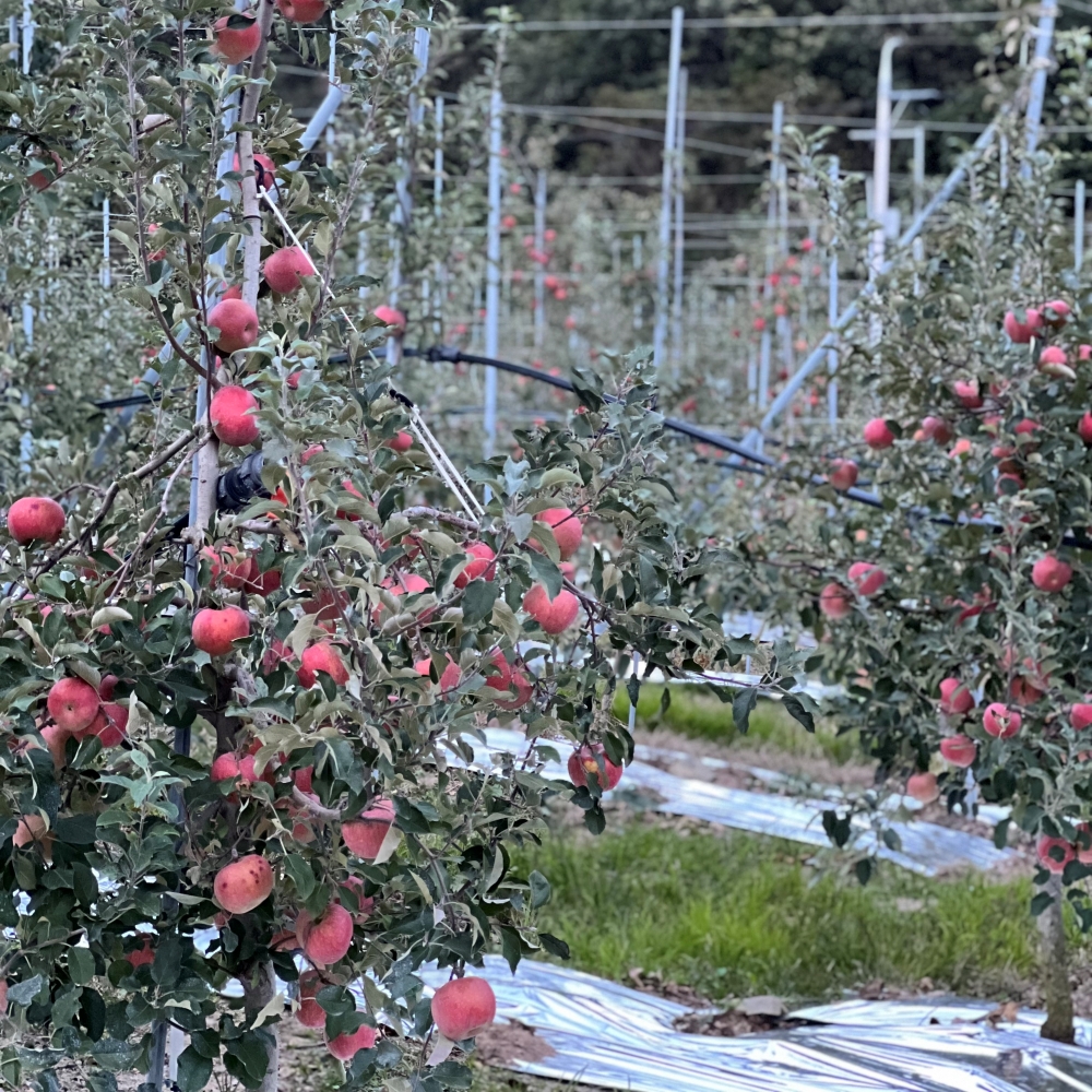 안동사과 3kg 5kg 부사 못난이사과 고당도
