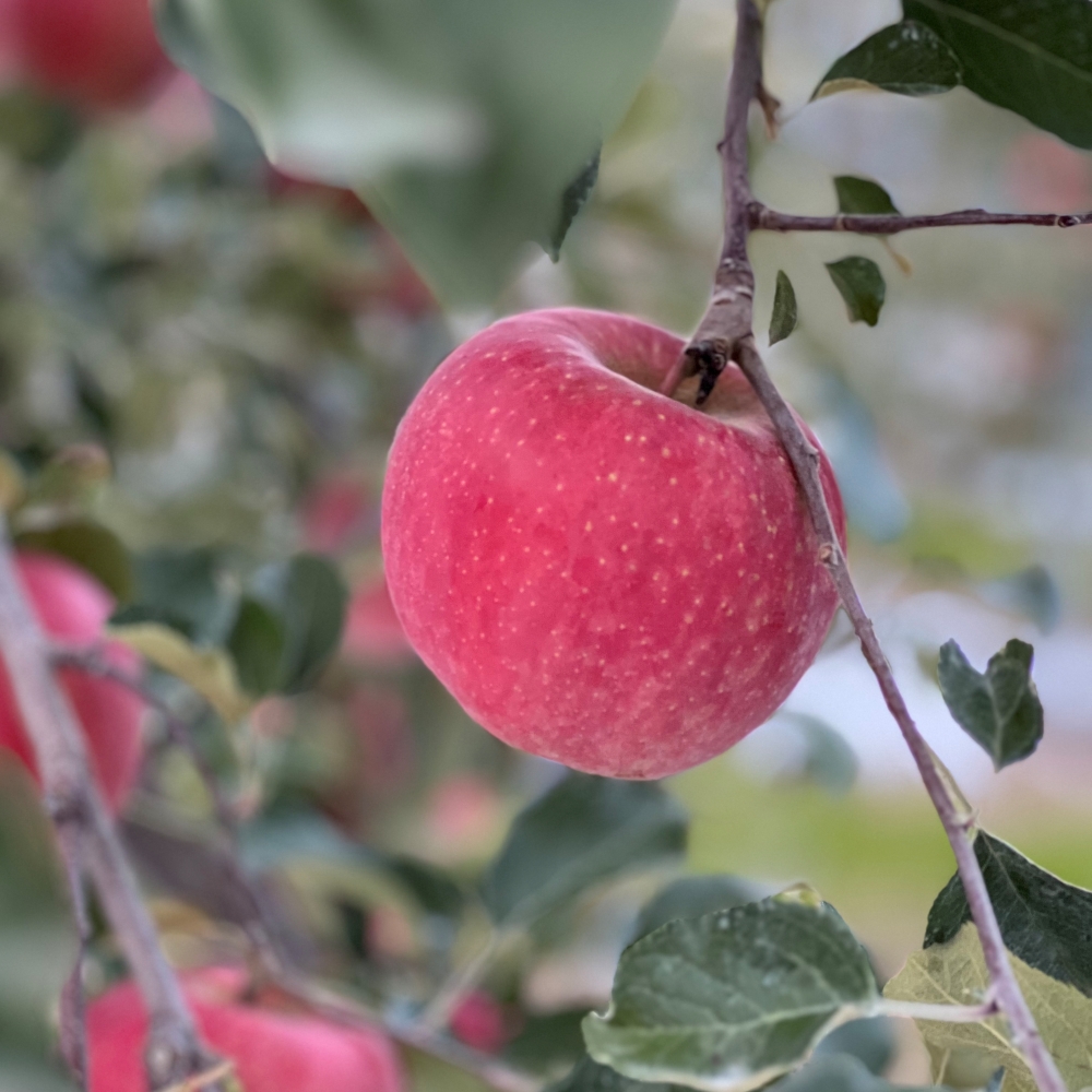 안동사과 3kg 5kg 부사 못난이사과 고당도