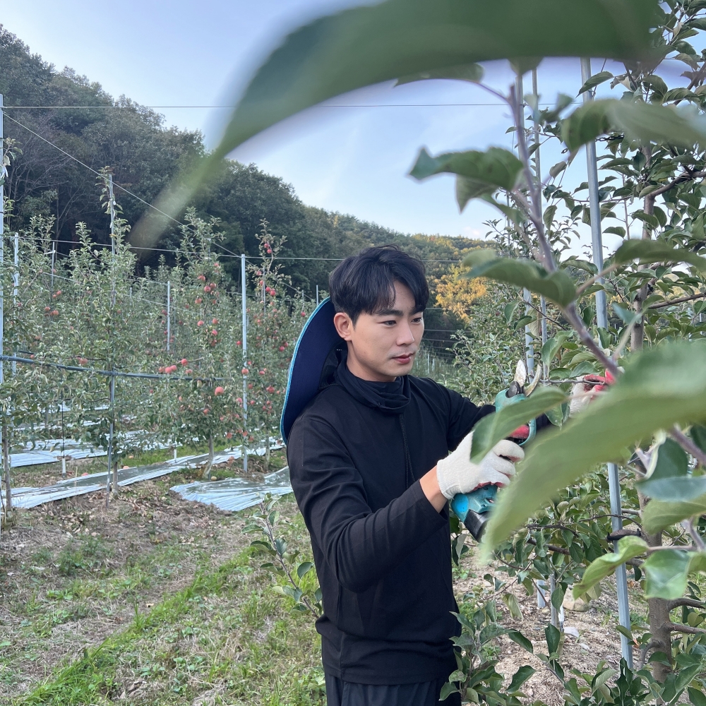 안동사과 3kg 5kg 부사 못난이사과 고당도