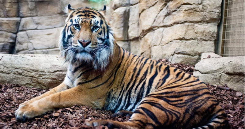 영국 ZSL 런던동물원 입장권 이미지 1