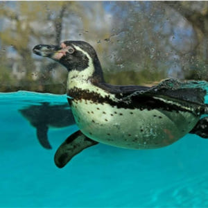 영국 ZSL 런던동물원 입장권 솔직 후기 | 실사용자 리뷰 분석 - 상품 이미지 4