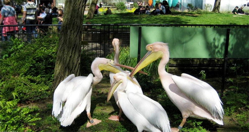 영국 ZSL 런던동물원 입장권 이미지 3