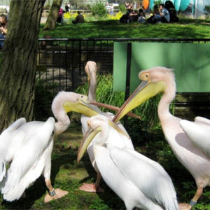 영국 ZSL 런던동물원 입장권 솔직 후기 | 실사용자 리뷰 분석 - 상품 이미지 3