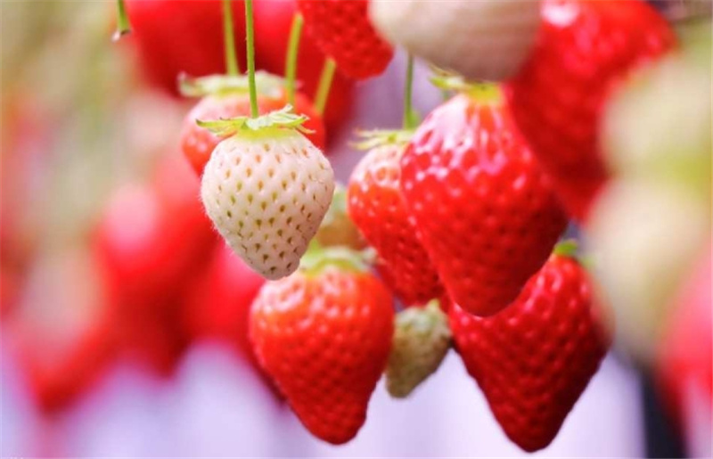 간토 나가노 수효온천 2일 투어｜기타야츠가타케 주효 로프웨이 & 지옥계곡 원숭이공원 눈원숭이탕 & 구사쓰 온천 유바타 & 스와타이샤 신사 & 과일공원 딸기 따기｜도쿄 신주쿠 출발 이미지 3