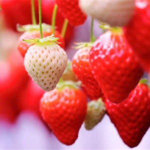 간토 나가노 수효온천 2일 투어｜기타야츠가타케 주효 로프웨이 & 지옥계곡... 솔직 후기 | 실사용자 리뷰 분석 - 상품 이미지 3