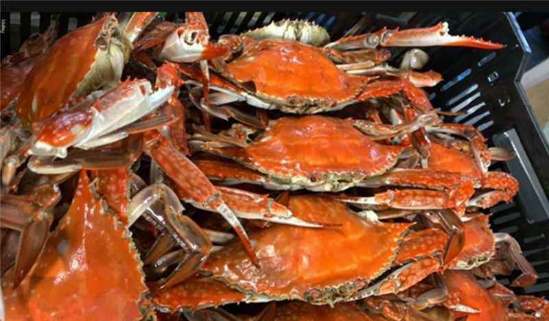 일본  특별가   사가 일일 버스 투어 - 게, 전복, 프리미엄 와규 사가 쇠고기 점심 식사 이미지 3