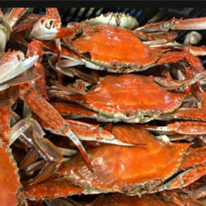 일본  특별가   사가 일일 버스 투어 - 게, 전복, 프리미엄 와규 사... 솔직 후기 | 실사용자 리뷰 분석 - 상품 이미지 3