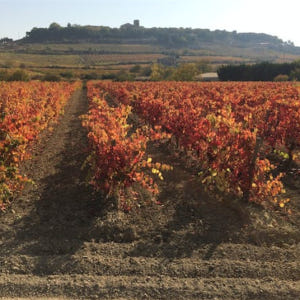 스페인 산세바스타안 라 리오하의 와인 저장고 방문 및 점심 식사 포함 시... 솔직 후기 | 실사용자 리뷰 분석 - 상품 이미지 1