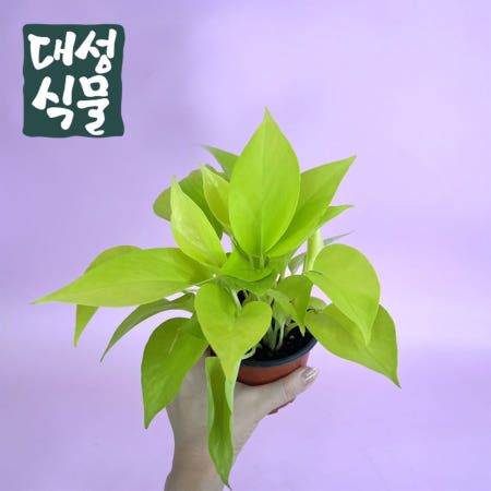 형광 야광 라임 스킨답서스 스킨다비스 소품 키우기쉬운 수경 식물 실내공기정화식물 대성식물