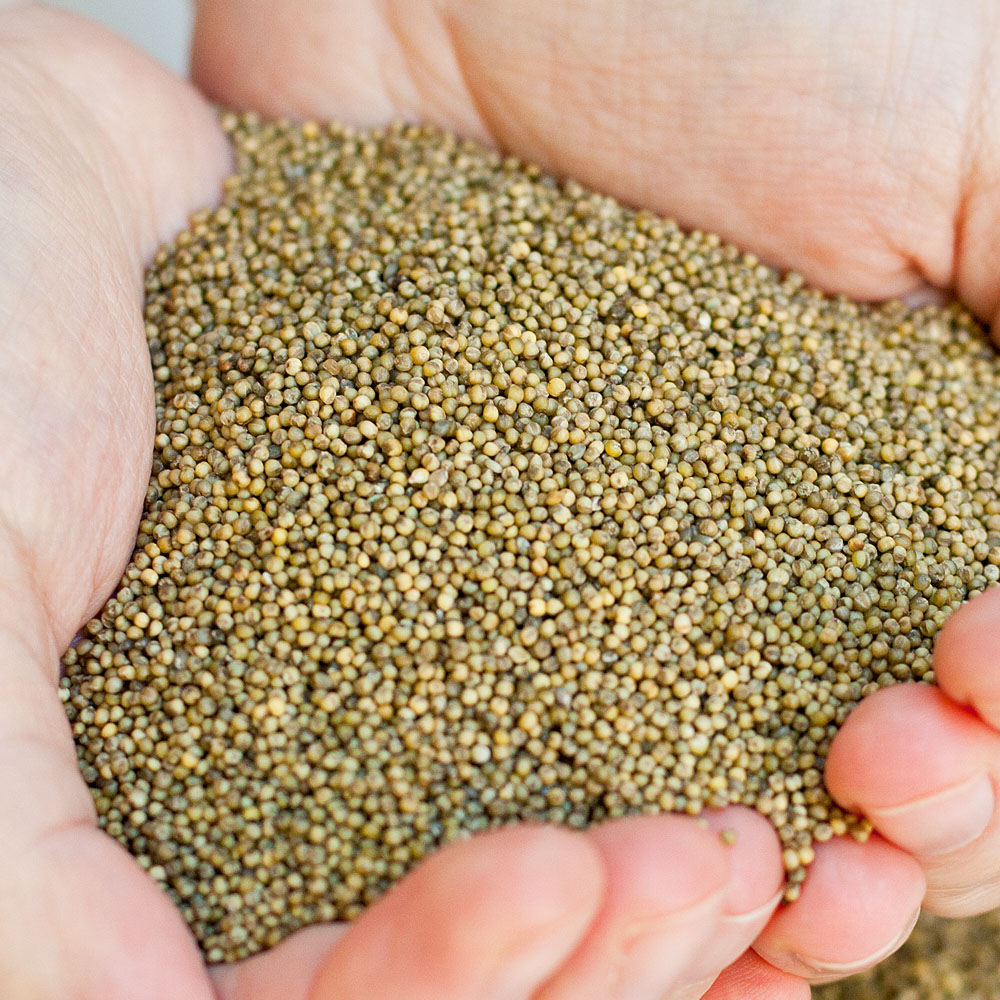 국산 청차조 무농약 친환경 차조 좁쌀 차조밥 1kg - 상품 이미지