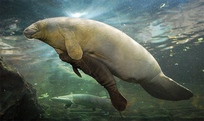 스페인 마드리드 파우니아 동물원 패스트트랙 입장권 이미지 4