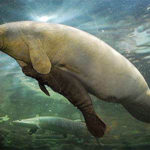 스페인 마드리드 파우니아 동물원 패스트트랙 입장권 솔직 후기 | 실사용자 리뷰 분석 - 상품 이미지 4