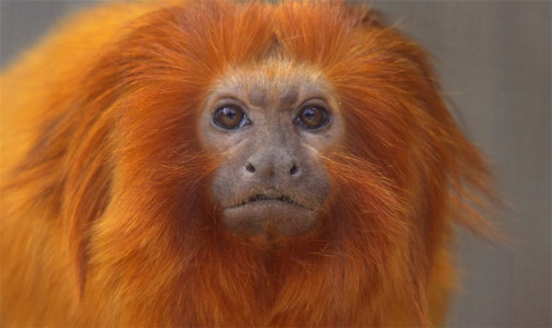 스페인 마드리드 파우니아 동물원 패스트트랙 입장권 이미지 2