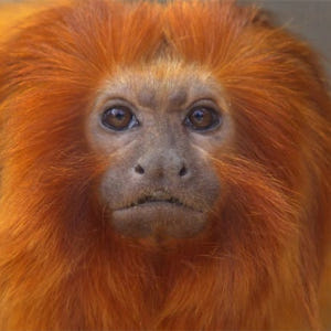 스페인 마드리드 파우니아 동물원 패스트트랙 입장권 솔직 후기 | 실사용자 리뷰 분석 - 상품 이미지 2