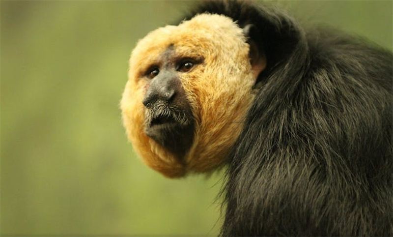 스페인 마드리드 파우니아 동물원 패스트트랙 입장권 이미지 3