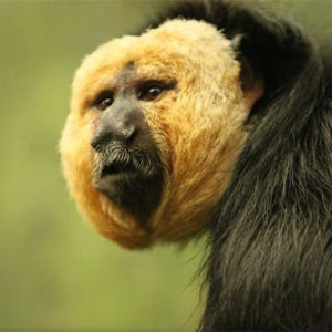 스페인 마드리드 파우니아 동물원 패스트트랙 입장권 솔직 후기 | 실사용자 리뷰 분석 - 상품 이미지 3