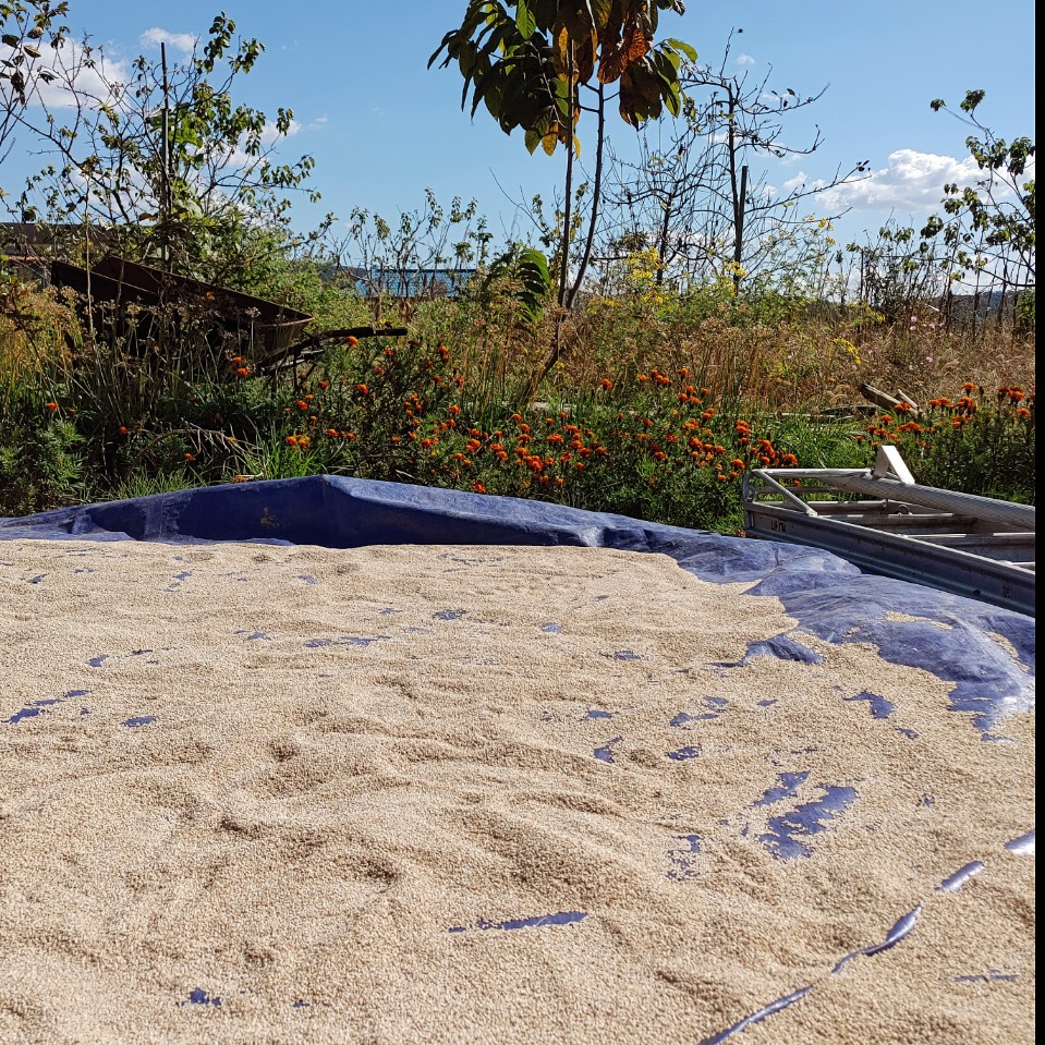 국내산 유기농 참깨 400g 800g - 상세 이미지 2