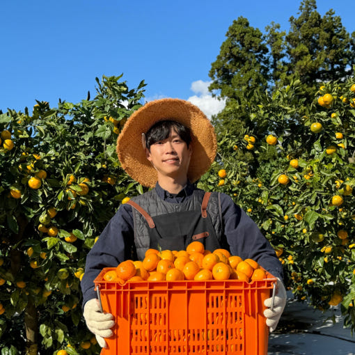 제주 위미 효돈감귤 10kg 노지 타이벡 황금향 하우스 고당도 타이백 밀감 조생 귤택배