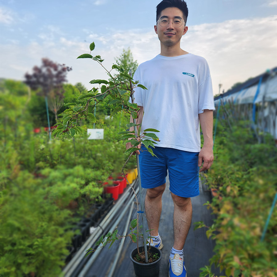 용성2호 다래 2년 3년 지주화분묘 - 상품 이미지
