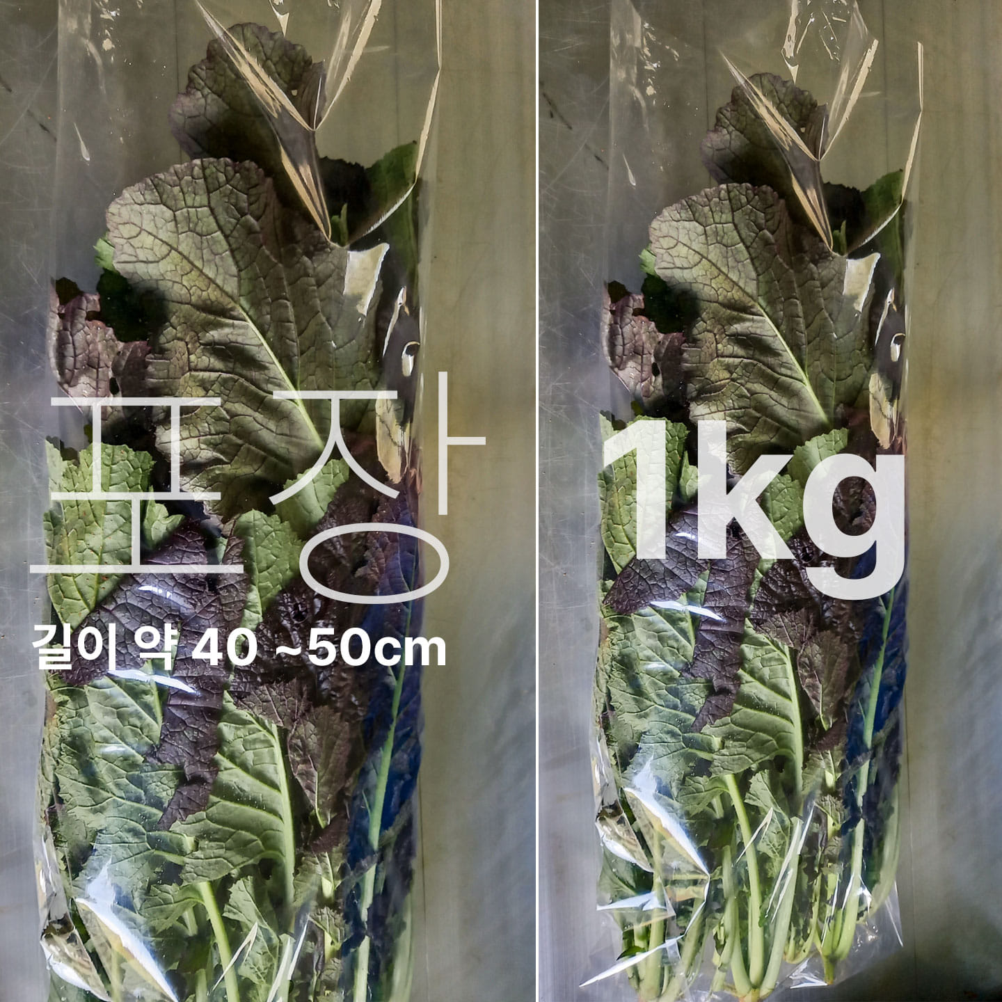 유기농 김장무 무우 해남 달마산 - 상세 이미지 2