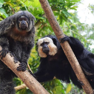 스페인  말라가 셀워 마리나 패스트트랙 입장권 솔직 후기 | 실사용자 리뷰 분석 - 상품 이미지 3