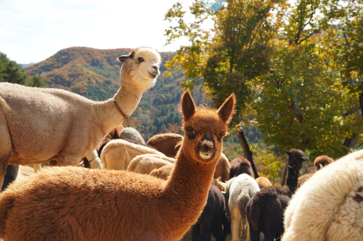 [강원] 알파카월드 + 레고랜드 원데이투어 이미지 2