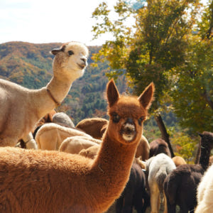 [강원] 알파카월드 + 레고랜드 원데이투어 솔직 후기 | 실사용자 리뷰 분석 - 상품 이미지 2