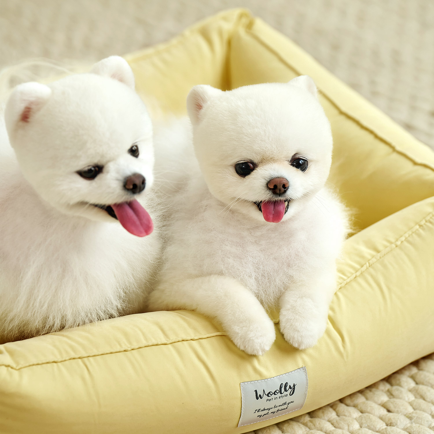 울리 포그니 알러지케어 강아지 방석 고양이 쿠션 M