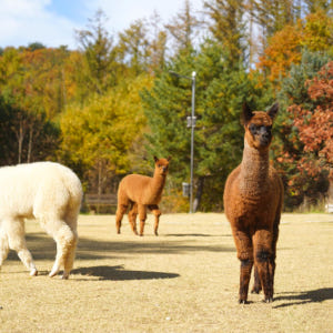 [강원] 알파카월드 + 레고랜드 원데이투어 솔직 후기 | 실사용자 리뷰 분석 - 상품 이미지 1