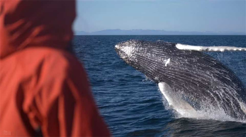 아이슬란드  레이캬비크 고래 투어 솔직 후기 | 실사용자 리뷰 분석 - 대표 이미지